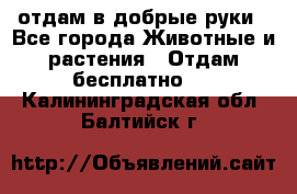 отдам в добрые руки - Все города Животные и растения » Отдам бесплатно   . Калининградская обл.,Балтийск г.